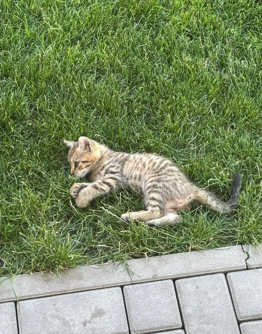 Maciatko dievcatko
