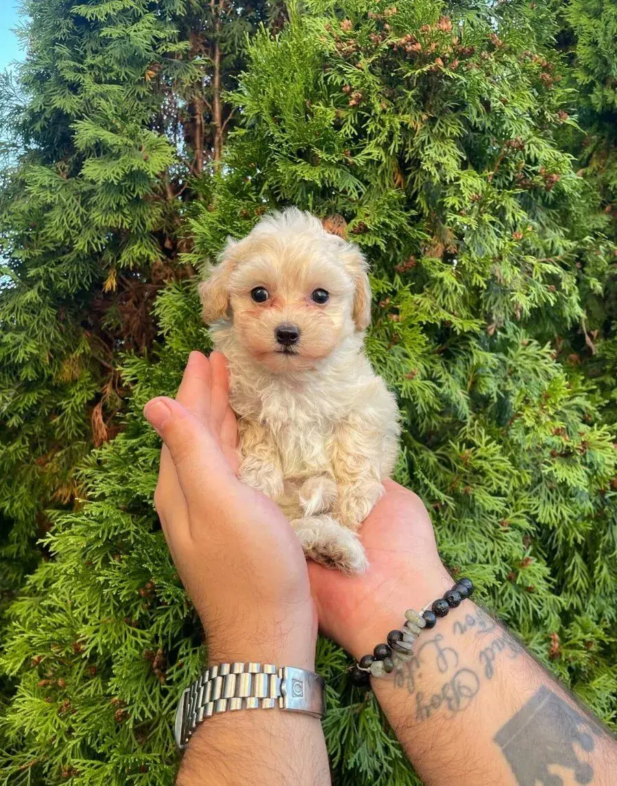 Toy maltipoo
