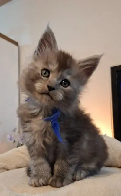 Maine coon, mainská mývalia s PP - kocúrik