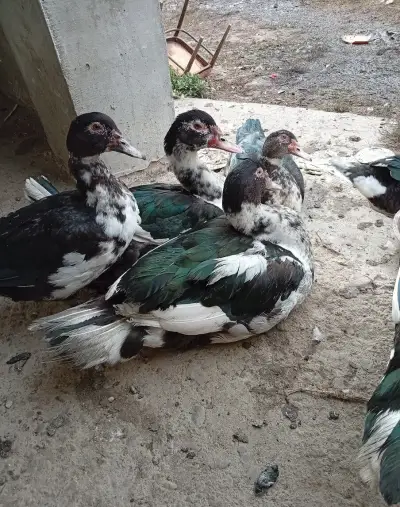 Kačice kačky čínske kačky pizmove kačky