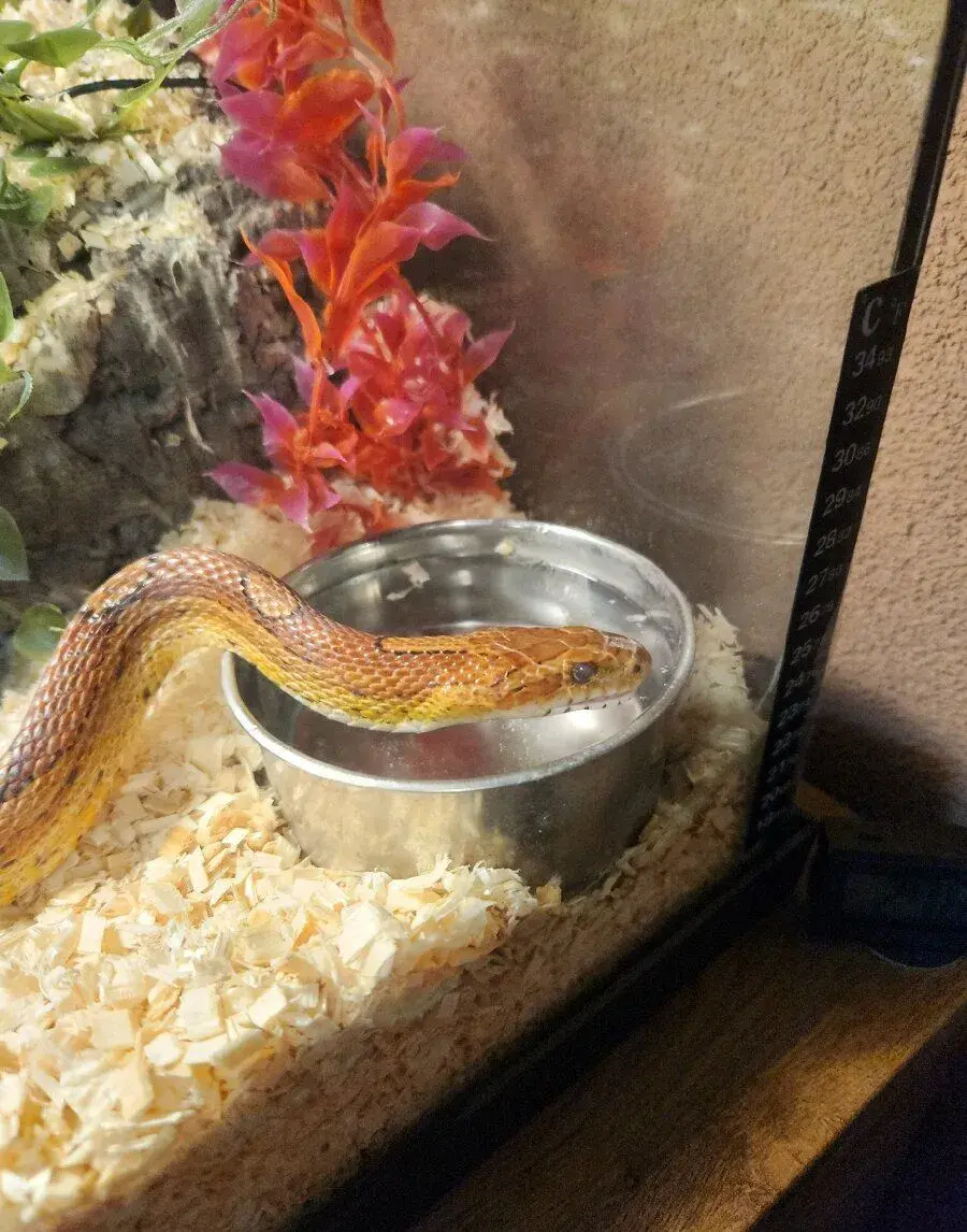 ​🐍 Na predaj: užovku červenú