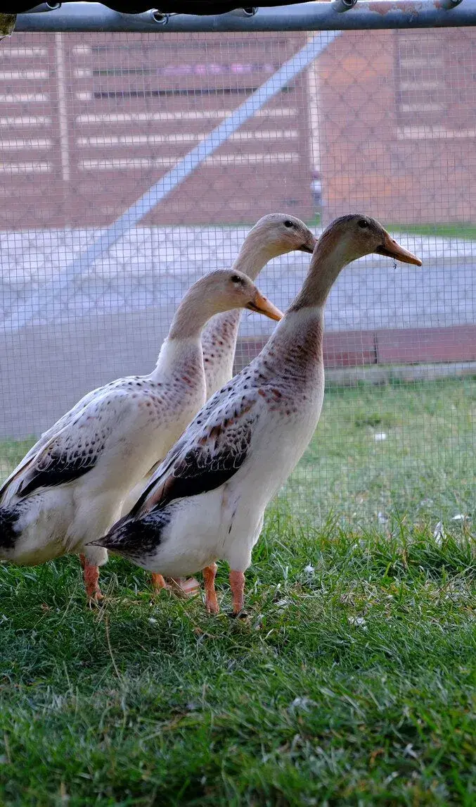 3 krásne trojmesačné kačičky indického bežca