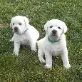 Labrador retriever- šteniatka s PP