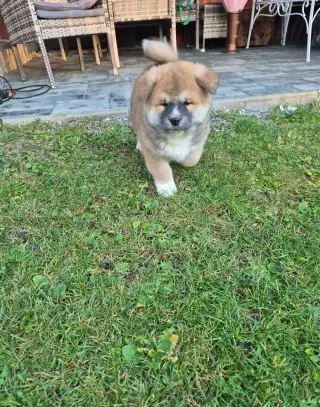 Akita inu