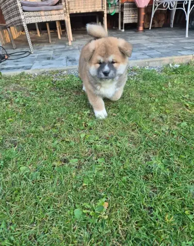 Akita inu