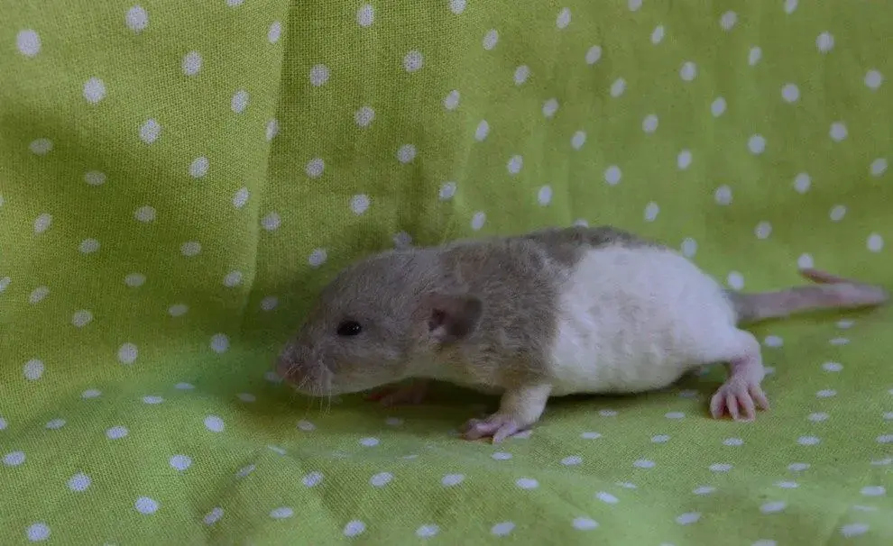 Potkaníky s rodokmeňom - rezervácie