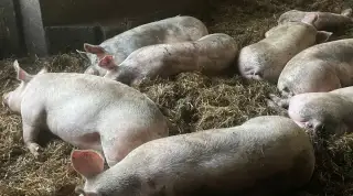 Jatocne osipane 2,3e/kg