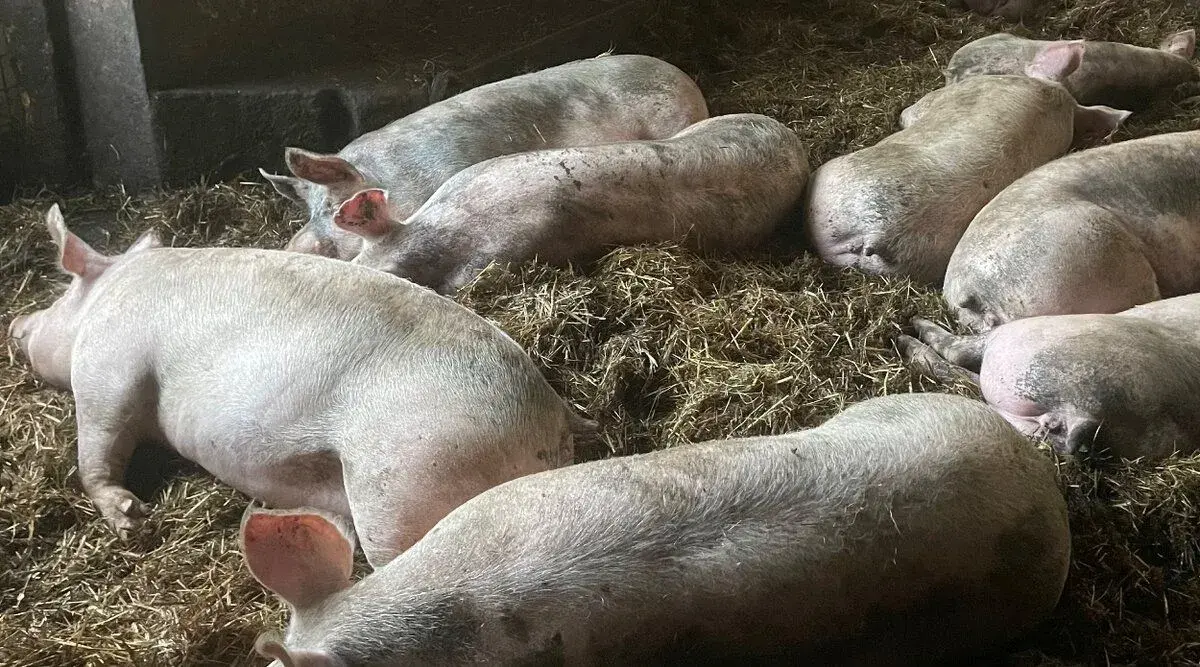 Jatocne osipane 2,3e/kg