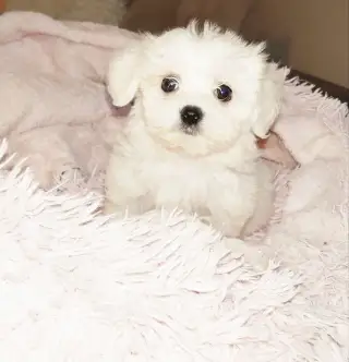 Mini maltezacik steniatka -maltez