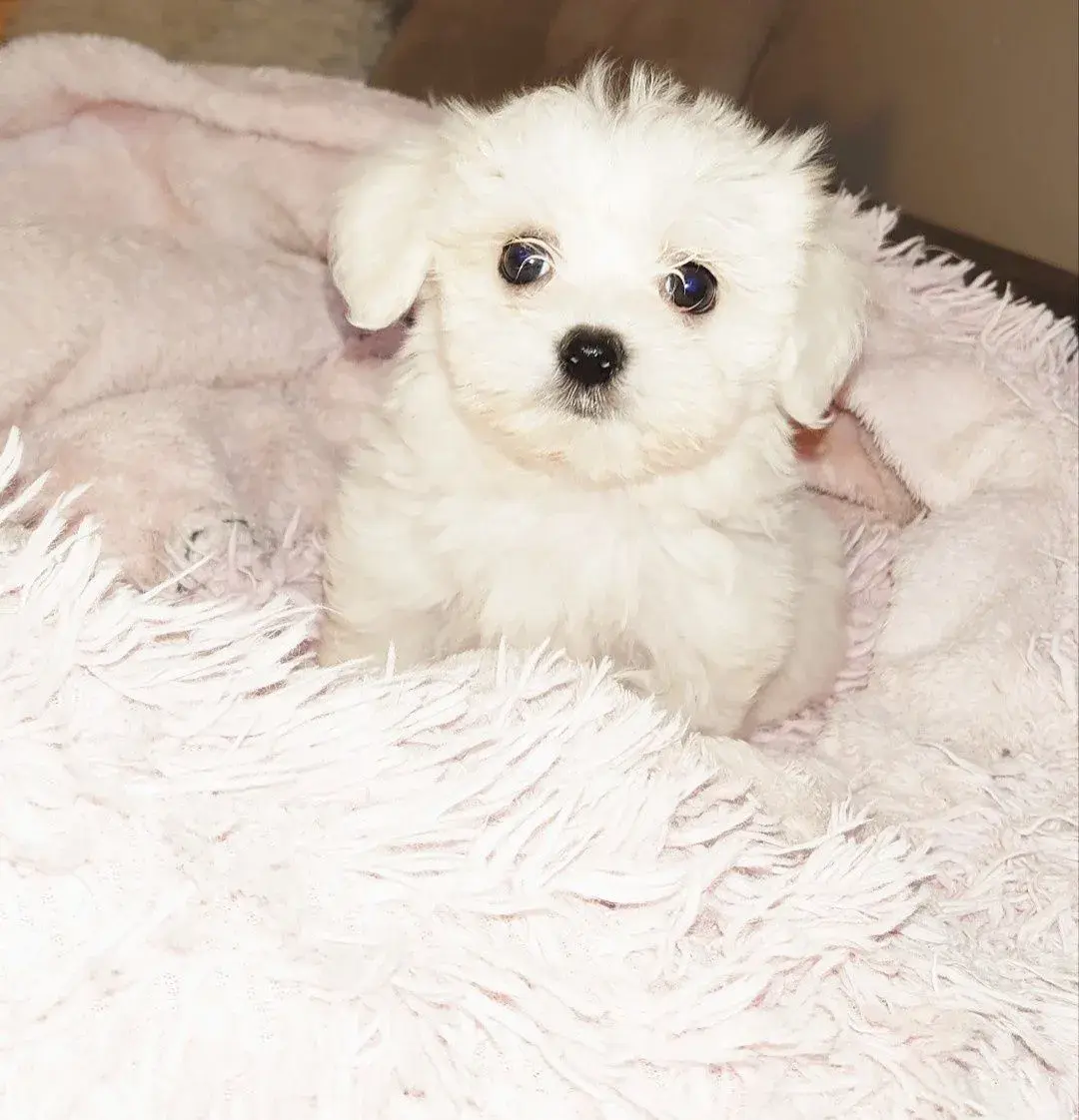 Mini maltezacik steniatka -maltez