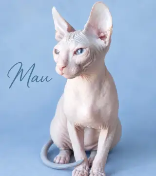 Don Sphynx Mačičky s PP