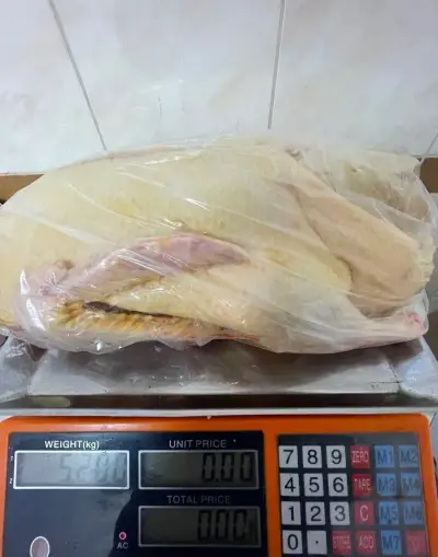 Vykrmene kačice