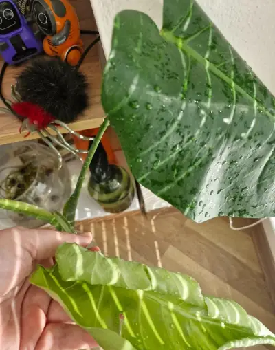 Monstera oceana contorta