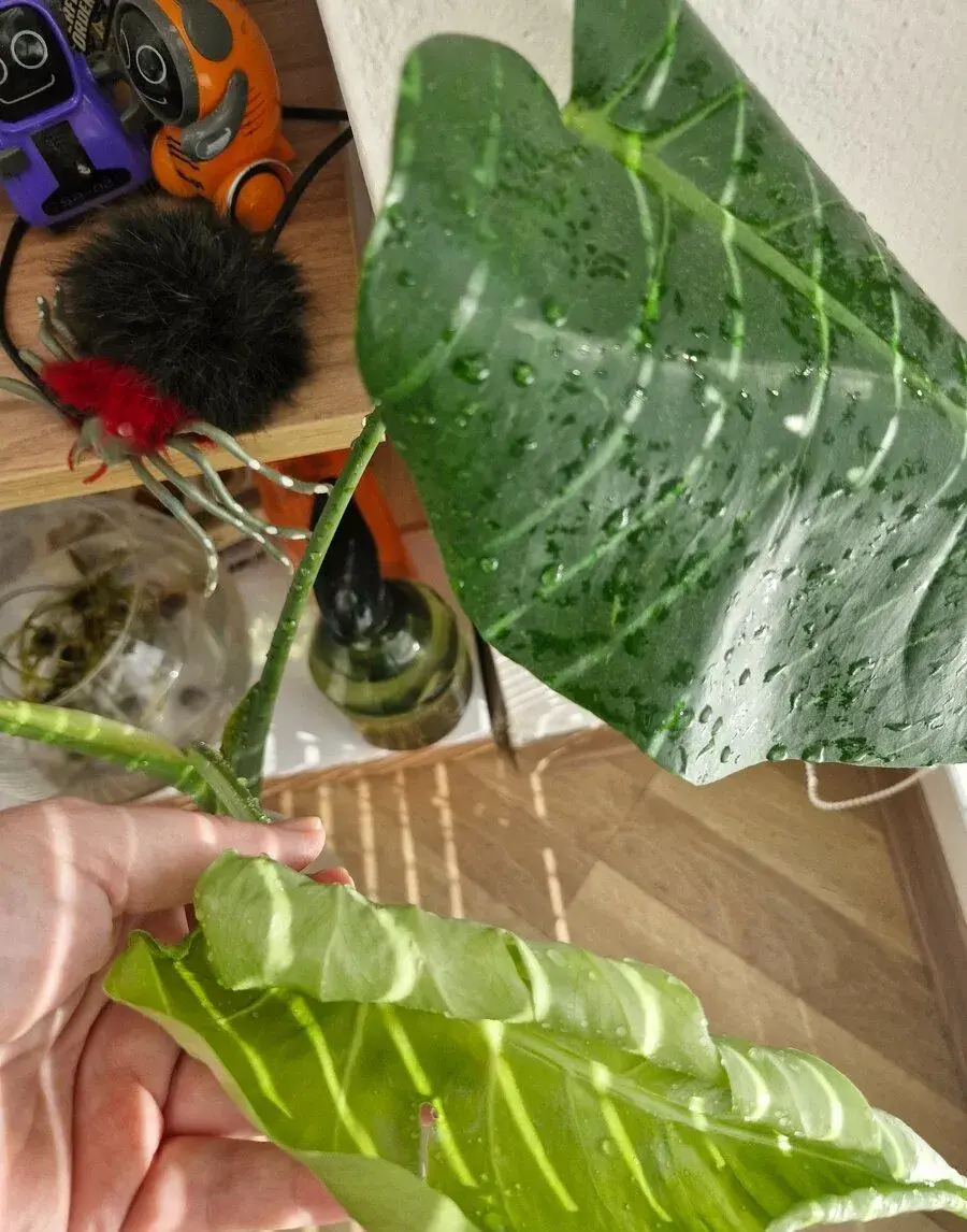 Monstera oceana contorta