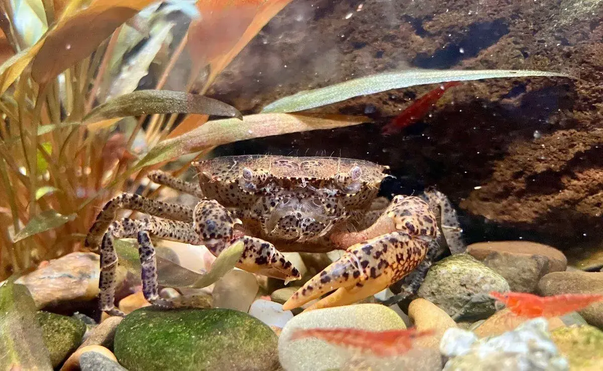Krab Mekong - Siamthelphusa acutidens