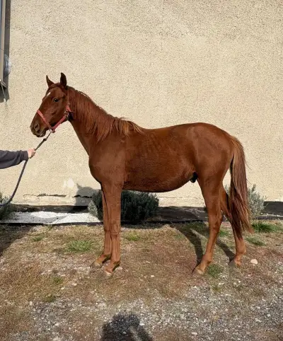 Športové mladé kone