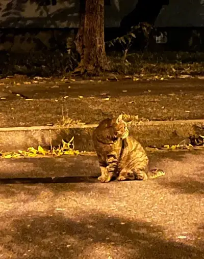 🐾 HĽADÁ SA NOVÝ, MILUJÚCI DOMOV PRE KOCÚRIKA 🏡❤️