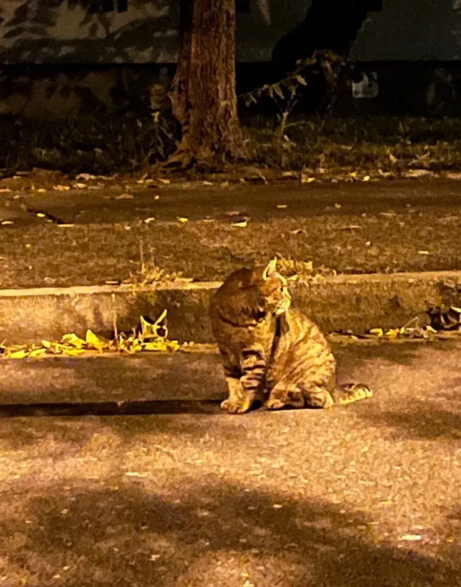 🐾 HĽADÁ SA NOVÝ, MILUJÚCI DOMOV PRE KOCÚRIKA 🏡❤️