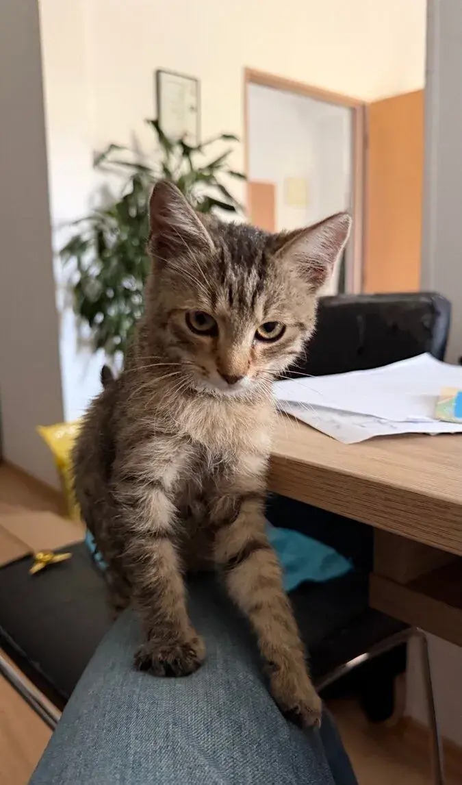 kiscica új otthont keres 🐱🏠. mačiatko hľadá nový domov
