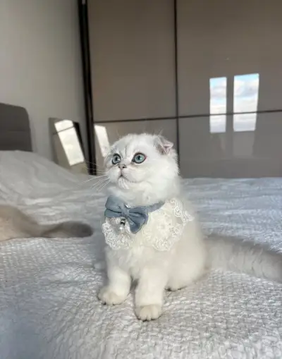 Škótska klapouchá dlhosrstá / highland fold / scottish fold