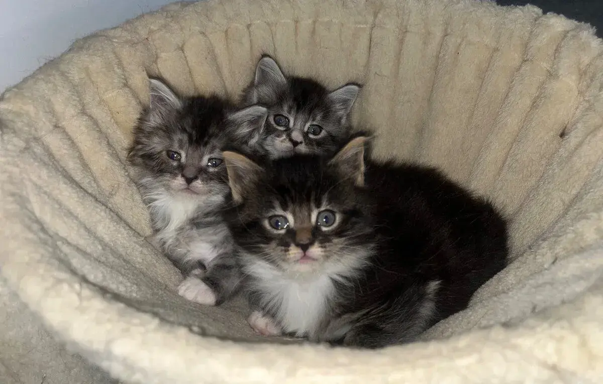 Maine coon