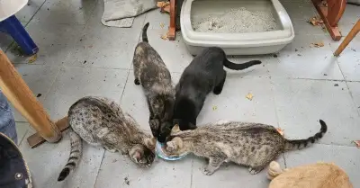 HĹADÁME DOMOV pre kocurika a 3 mačičky asi 3 mesačné