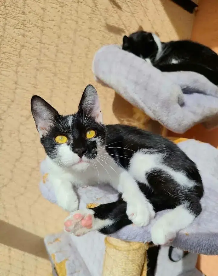 ZORKA, DORKA A NEO NA ADOPCIU