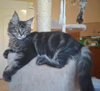 Maine coon, mainská mývalia s PP