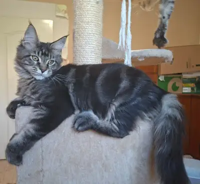 Maine coon, mainská mývalia s PP