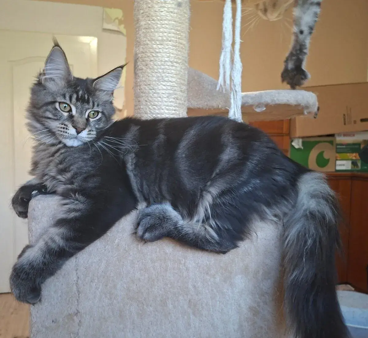 Maine coon, mainská mývalia s PP