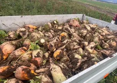 Krmna repa