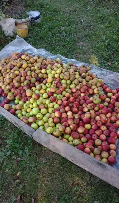 Jablká na kvas a na štavu