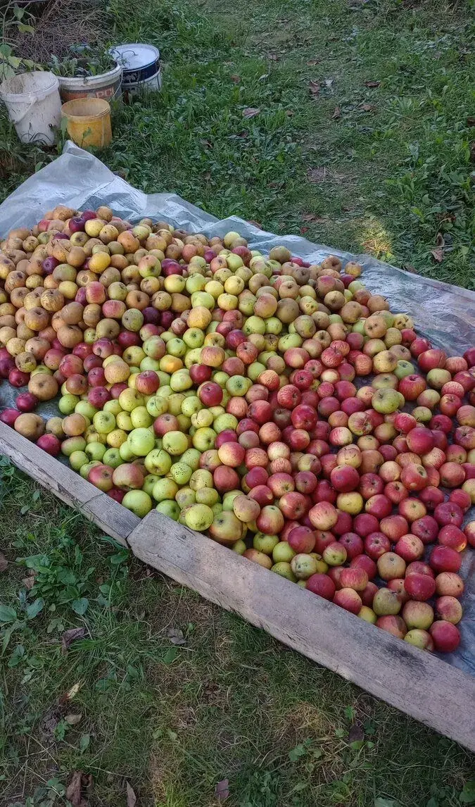 Jablká na kvas a na štavu