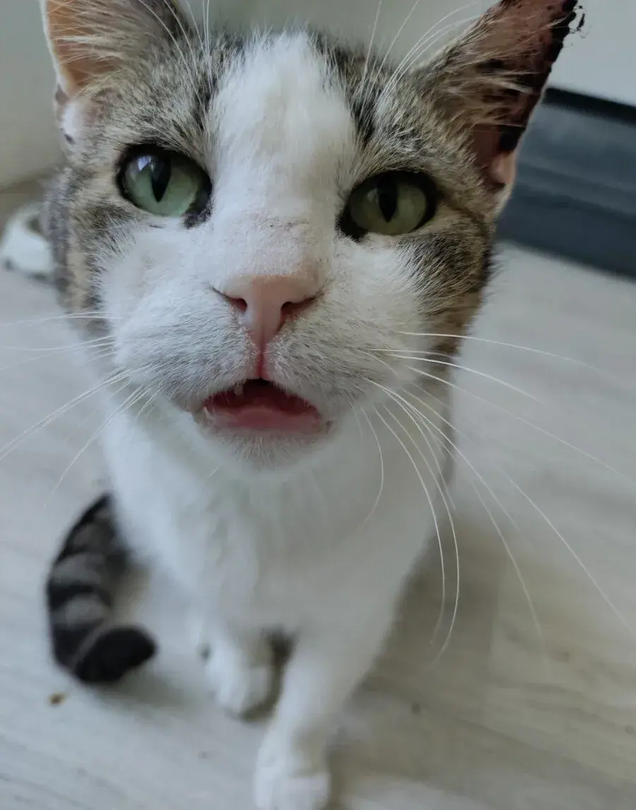Kocurik