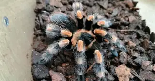 Brachypelma Hamorii