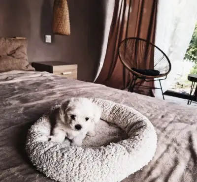 Maltez mini šteniatka - maltezacik