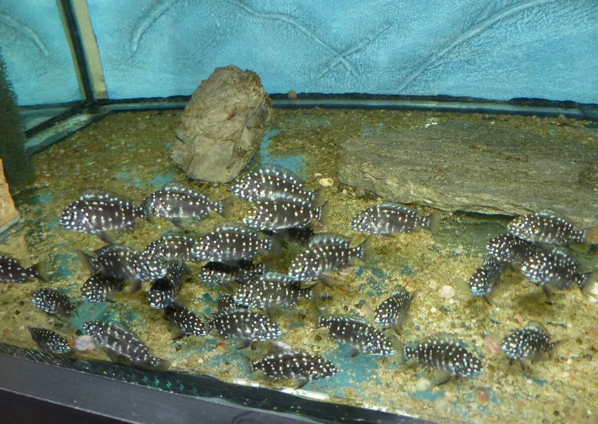 Tropheus duboisi MASWA