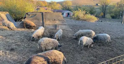 Mangalica
