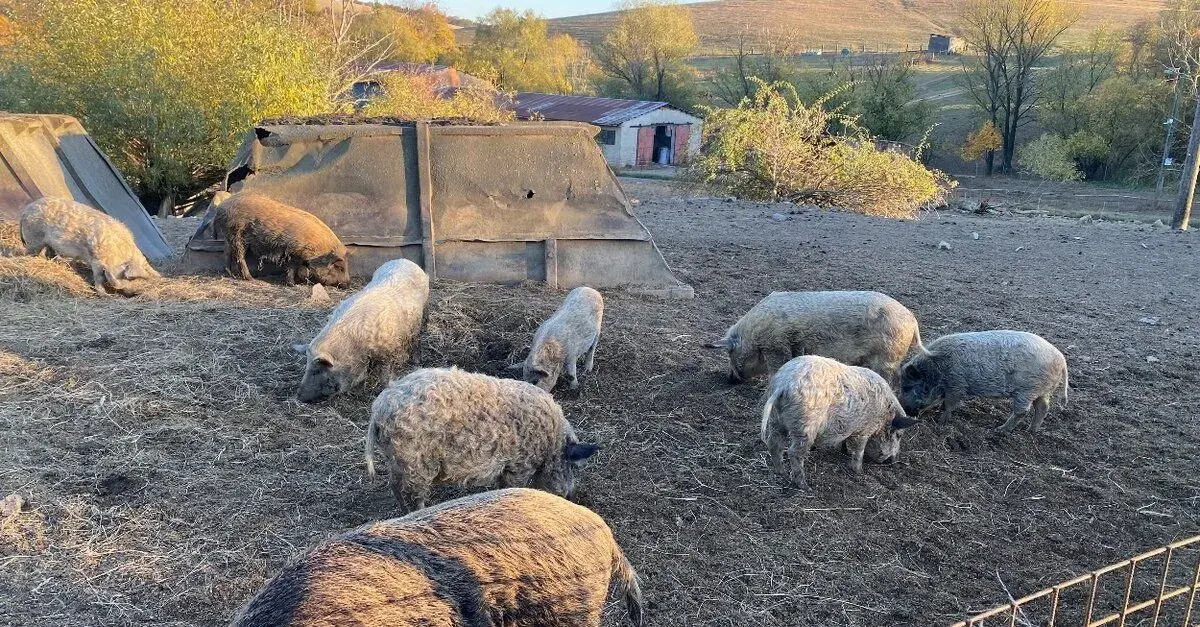 Mangalica