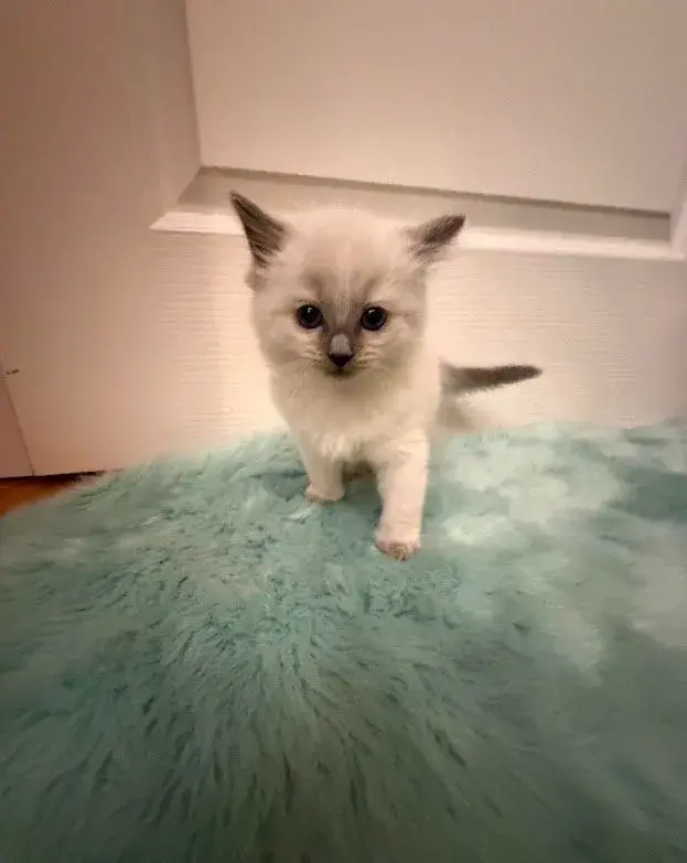 Ragdoll mačiatka