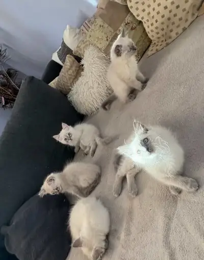 Ragdoll