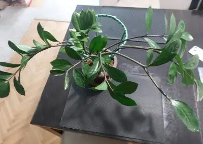 Zamioculcas
