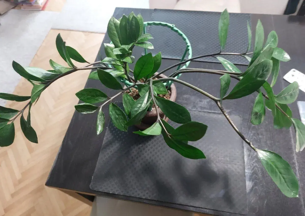 Zamioculcas