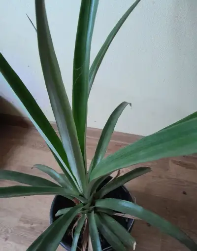 Ananas