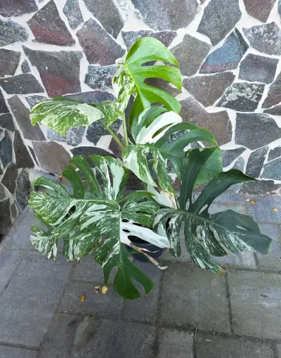 Monstera