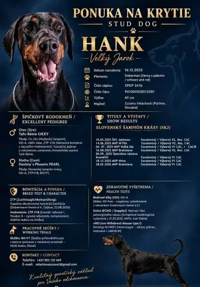 Doberman na krytie s PP/FCI-Nemecké ZTP V1B, Šampión SK