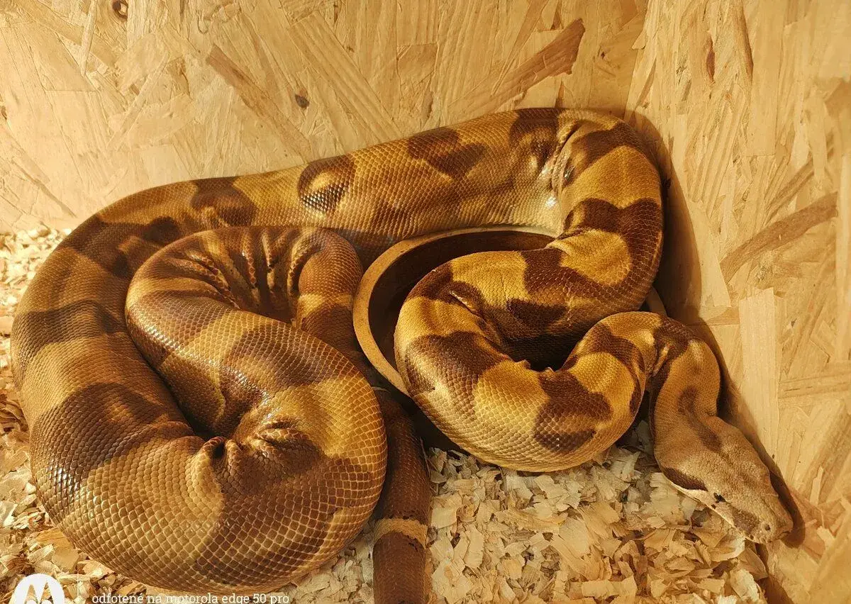 Boa constrictor/imperator samica