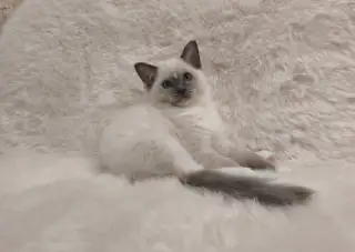 Ragdoll kocúrik s PP