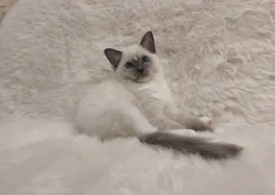 Ragdoll kocúrik s PP