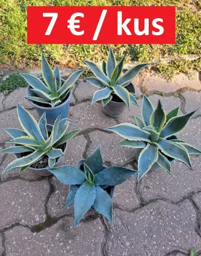 Malé kaktusy agáve